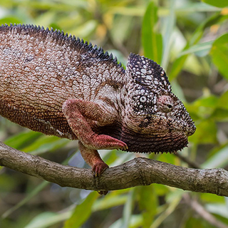 Isalo - Oustalet's chameleon